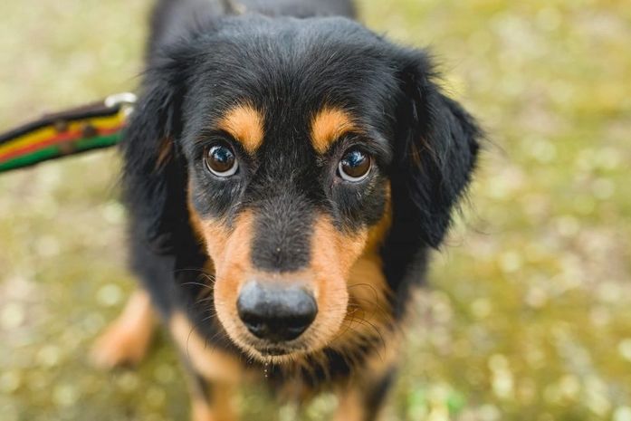 Gabinete da Causa Animal cria Central de Animais Achados e Perdidos