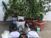 Além dos 11 pés de maconha, também foram apreendidos porções da droga embalada para consumo.