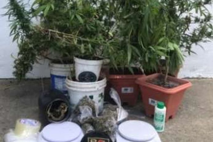 Além dos 11 pés de maconha, também foram apreendidos porções da droga embalada para consumo.