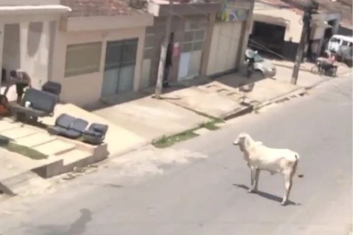 Boi invadiu casa, quebrou porta e deitou na sala.