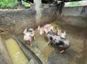 Pocilga e abatedouro clandestinos são autuados por falta de licença ambiental no Sertão de AL