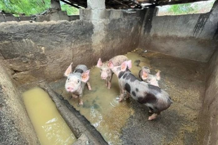 Pocilga e abatedouro clandestinos são autuados por falta de licença ambiental no Sertão de AL