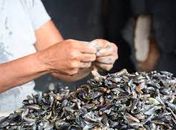 Marisqueiras