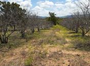 Lagartas devastam produção de pinhas em Estrela de Alagoas