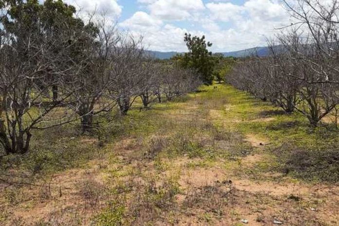 Lagartas devastam produção de pinhas em Estrela de Alagoas