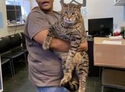 Gato gigante chama atenção por seu tamanho e seu peso
