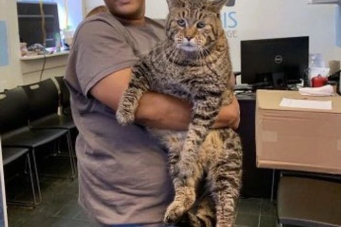 Gato gigante chama atenção por seu tamanho e seu peso