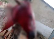 Cavalo é esfaqueado na cabeça