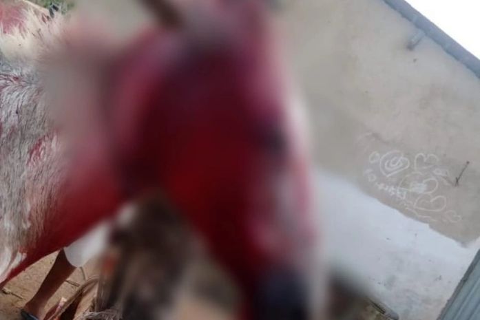 Cavalo é esfaqueado na cabeça