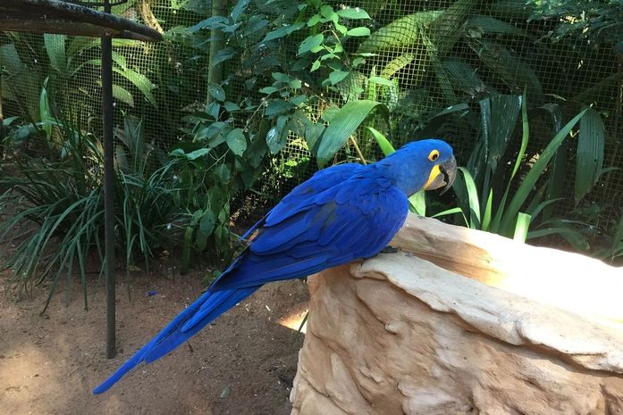 Cai população de animais em florestas