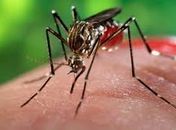 Chikungunya: idosos e crianças estão mais propensos a sofrer com a doença