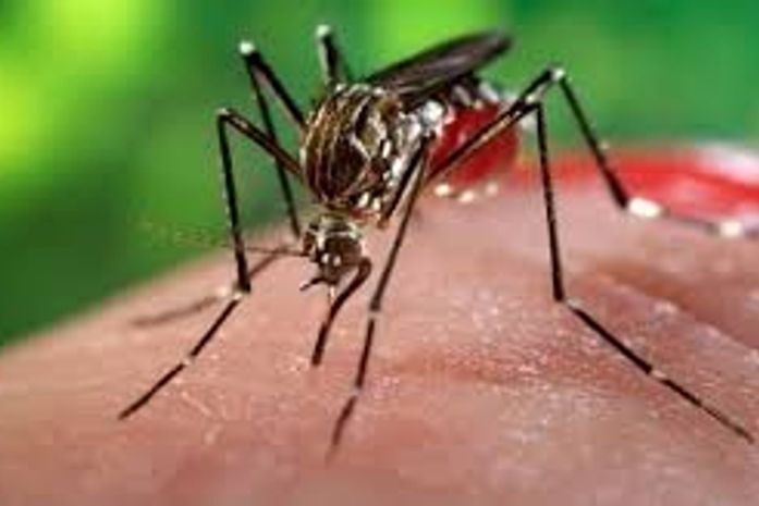 Chikungunya: idosos e crianças estão mais propensos a sofrer com a doença