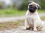 5 raças de cachorro ideal para apartamentos