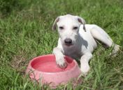 Verão exige cuidados redobrados com a saúde dos pets; confira recomendações