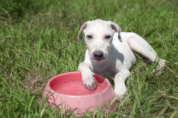 Verão exige cuidados redobrados com a saúde dos pets; confira recomendações