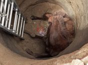 Cavalo caiu em fossa
