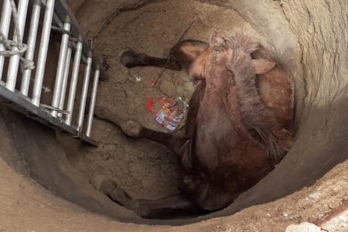 Cavalo caiu em fossa