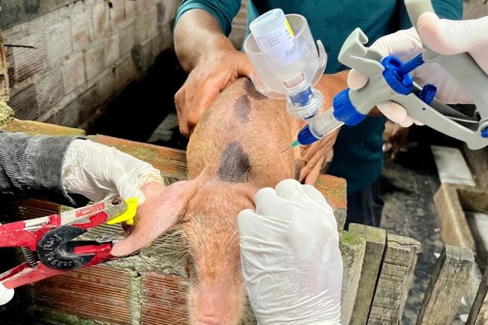 Mais de 126 mil animais são vacinados contra a Peste Suína Clássica