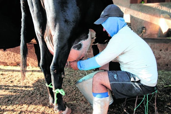 Produtores de leite comemoram equilíbrio do preço e liberação de crédito