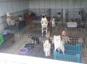 PM interdita canil com mais de 1,5 mil cães por maus-tratos em SP