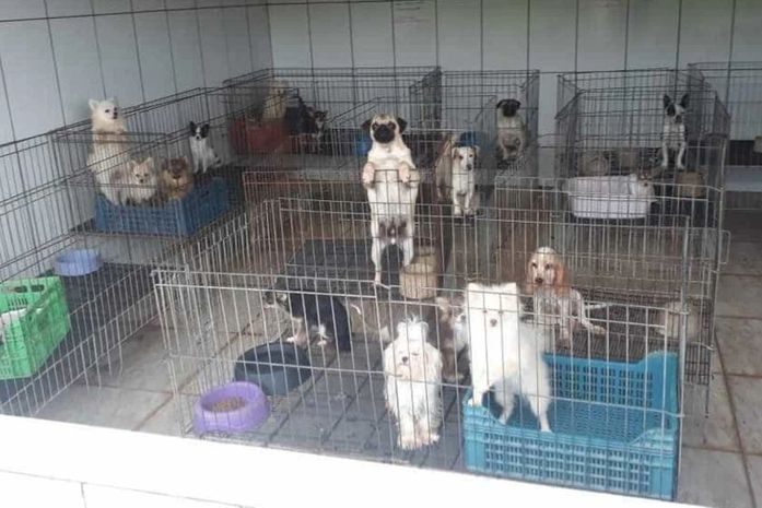 PM interdita canil com mais de 1,5 mil cães por maus-tratos em SP