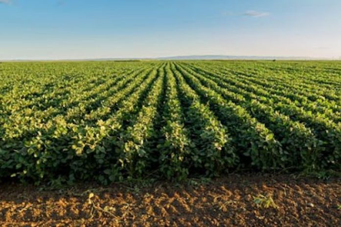Calendário de plantio da soja em Alagoas começa em abril e vai até julho, alerta Adeal