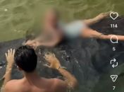 Interação de turistas com peixe-boi em São Miguel dos Milagres ascende alerta ambiental e é considerada irregular em Alagoas
