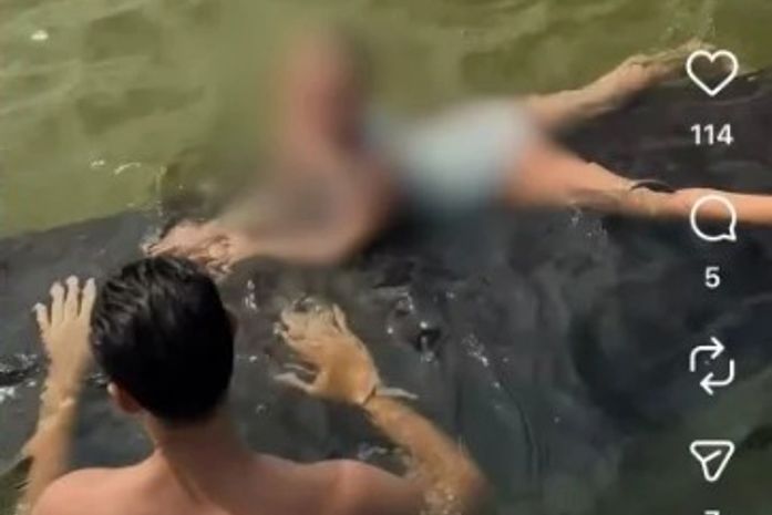 Interação de turistas com peixe-boi em São Miguel dos Milagres ascende alerta ambiental e é considerada irregular em Alagoas