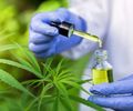 Empresas de Cannabis medicinal têm até 1º de agosto para adequar produtos às novas regras da Anvisa