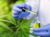 Empresas de Cannabis medicinal têm até 1º de agosto para adequar produtos às novas regras da Anvisa