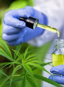 Empresas de Cannabis medicinal têm até 1º de agosto para adequar produtos às novas regras da Anvisa