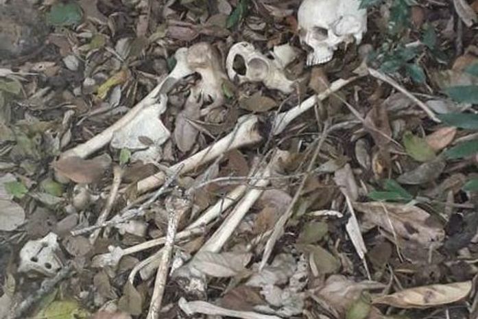 Esqueleto foi encontrado em área de mata.