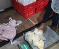 Carne bovina, frango e derivados de porco: mais de 700 kg de produtos estragados são apreendidos pela Vigilância Sanitária, em Maceió
