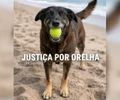 O que se sabe sobre caso de morte de cão Orelha em praia de SC