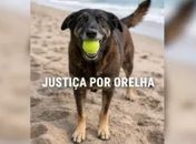 O que se sabe sobre caso de morte de cão Orelha em praia de SC