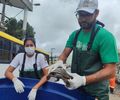 Após Salgadinho transbordar, Biota é acionado para resgatar cágados que 'invadiram' rua 