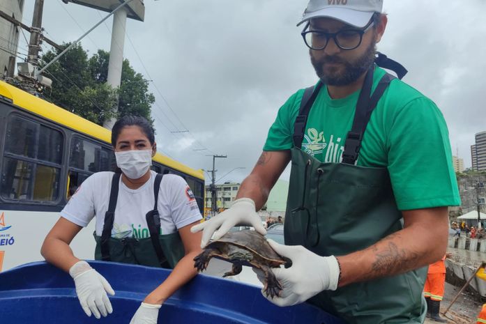 Após Salgadinho transbordar, Biota é acionado para resgatar cágados que 'invadiram' rua 