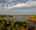 Conheça a APA Marituba do Peixe: área de proteção conhecida como pantanal alagoano
