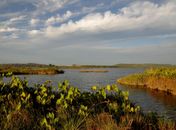 Conheça a APA Marituba do Peixe: área de proteção conhecida como pantanal alagoano
