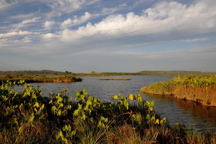Conheça a APA Marituba do Peixe: área de proteção conhecida como pantanal alagoano