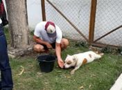 Animal recebeu afago de populares, foi resgatado e levado para uma clínica veterinária.