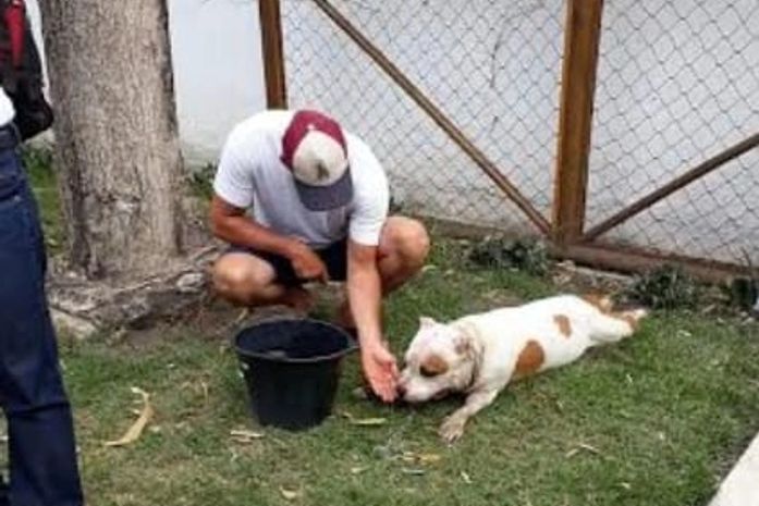 Animal recebeu afago de populares, foi resgatado e levado para uma clínica veterinária.