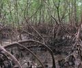 Manguezais sequestram até quatro vezes mais carbono que Floresta Amazônica