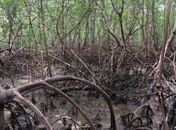 Manguezais sequestram até quatro vezes mais carbono que Floresta Amazônica