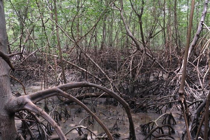 Manguezais sequestram até quatro vezes mais carbono que Floresta Amazônica
