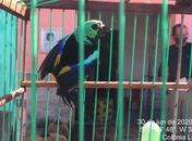 Tangara fastuosa foi encontrada em cativei no município de Colonia Leopoldina
