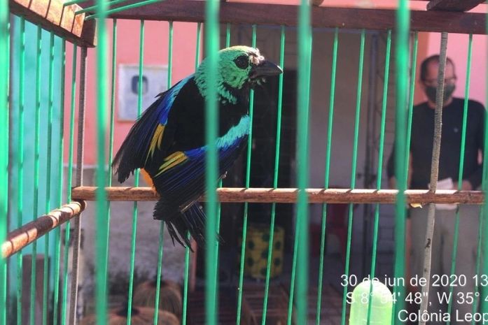 Tangara fastuosa foi encontrada em cativei no município de Colonia Leopoldina