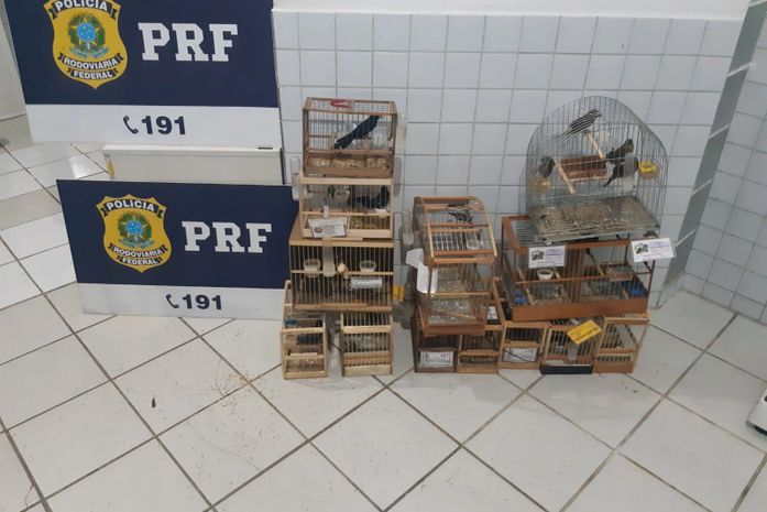 Homem é preso transportando 17 pássaros silvestres irregularmente na BR-101