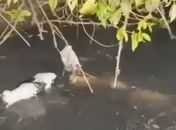 Vídeo: moradores de Arapiraca ficam em alerta após jacaré abocanhar cachorro em riacho