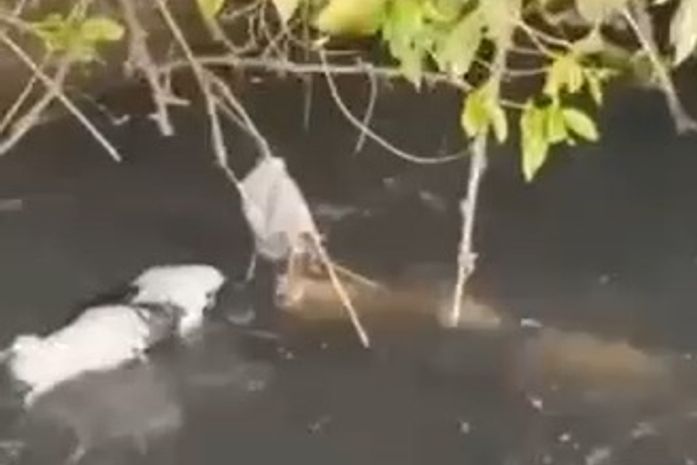 Vídeo: moradores de Arapiraca ficam em alerta após jacaré abocanhar cachorro em riacho